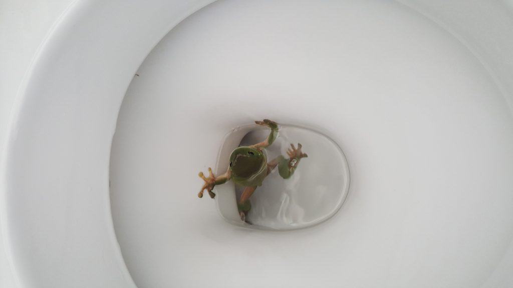 frog in the toilet bowl