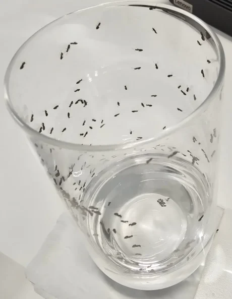 A glass full of ants drinking the liquid inside