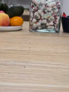 Ants in the office crawling on a table top towards a jar of sweets